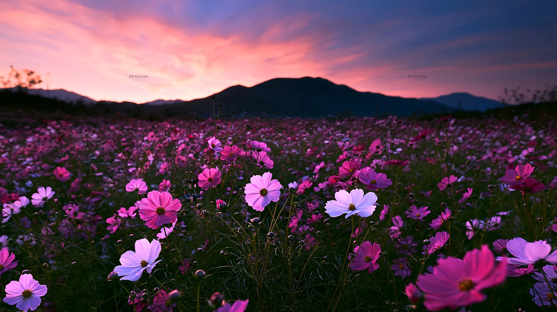 Colorful cosmos meadow under a vibrant sunset sky - AI-generated stock image