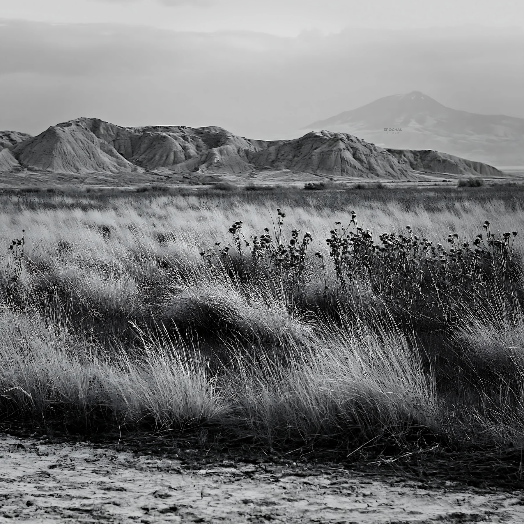 Drought-tolerant meadow with hills in the background - AI-generated stock image