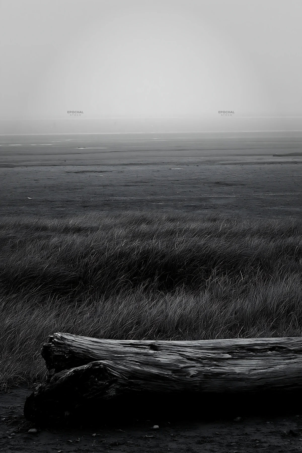 Chiba coastal climate meadow with driftwood in foreground - AI-generated stock image