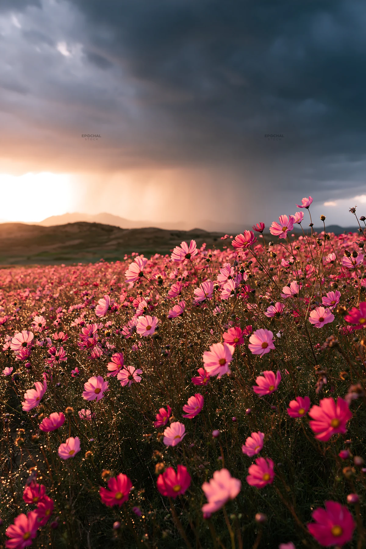 Colorful cosmos meadow during sunset with dark clouds - AI-generated stock image