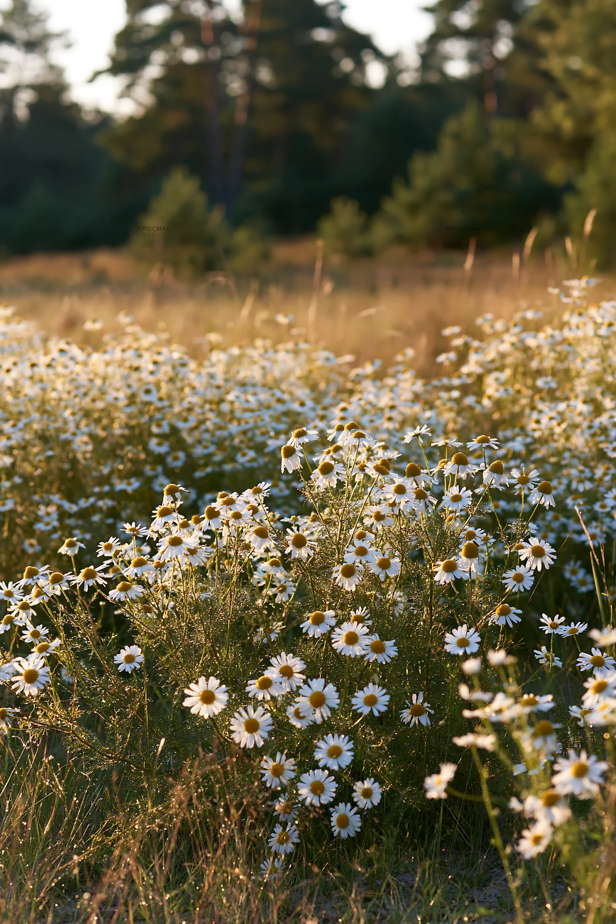Chamomile meadow for wellness campaign under golden sunlight - AI-generated stock image