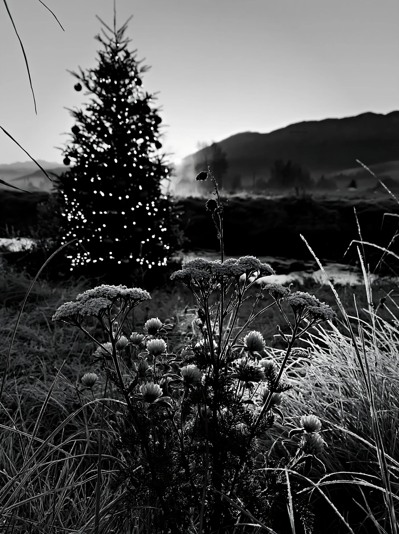 Christmas tree with lights beside stream in meadow - AI-generated stock image