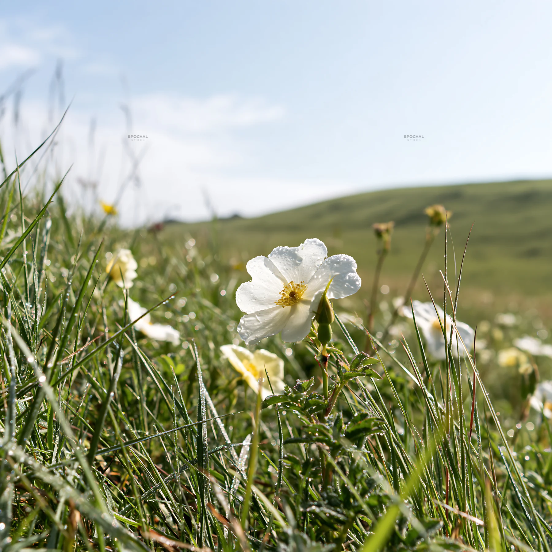 Sunny chalk meadow with blooming flowers and bright blue sky - AI-generated stock image