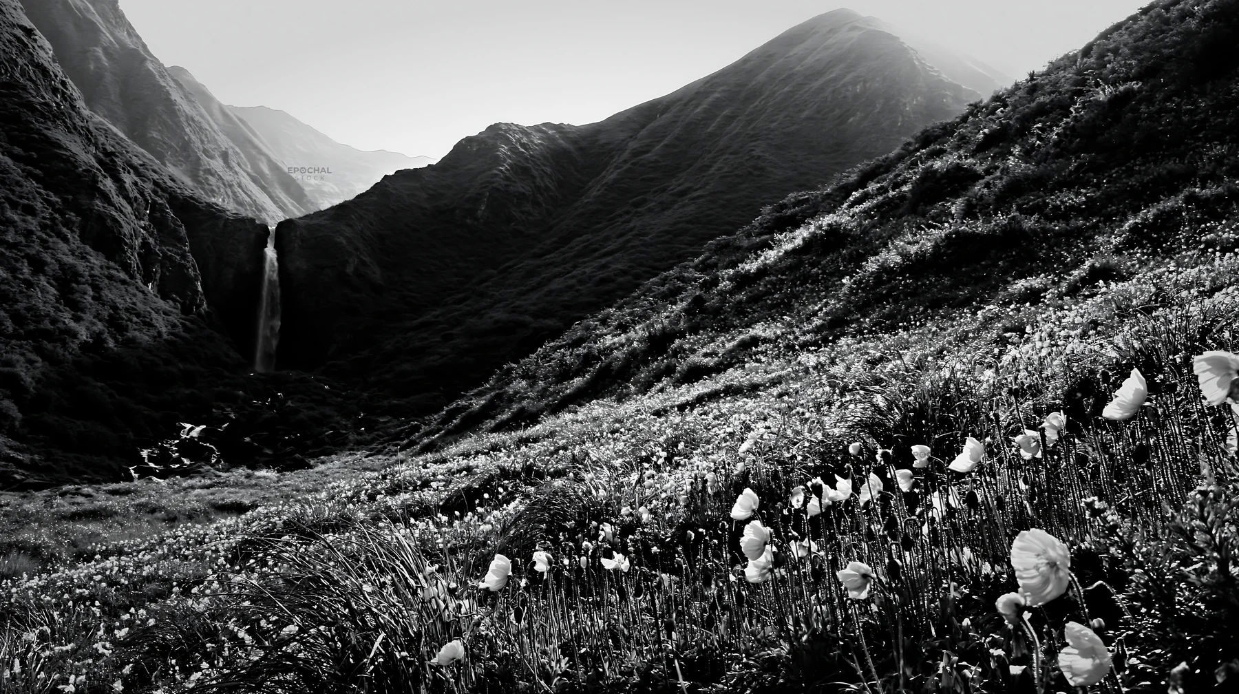 Wildflower meadow at waterfall base in black and white - AI-generated stock image