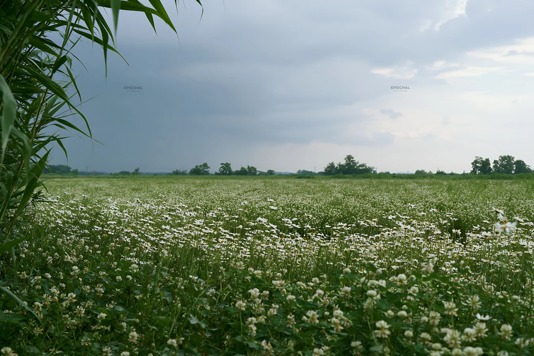 Saga floodplain meadow with reeds and clover flowers - AI-generated stock image