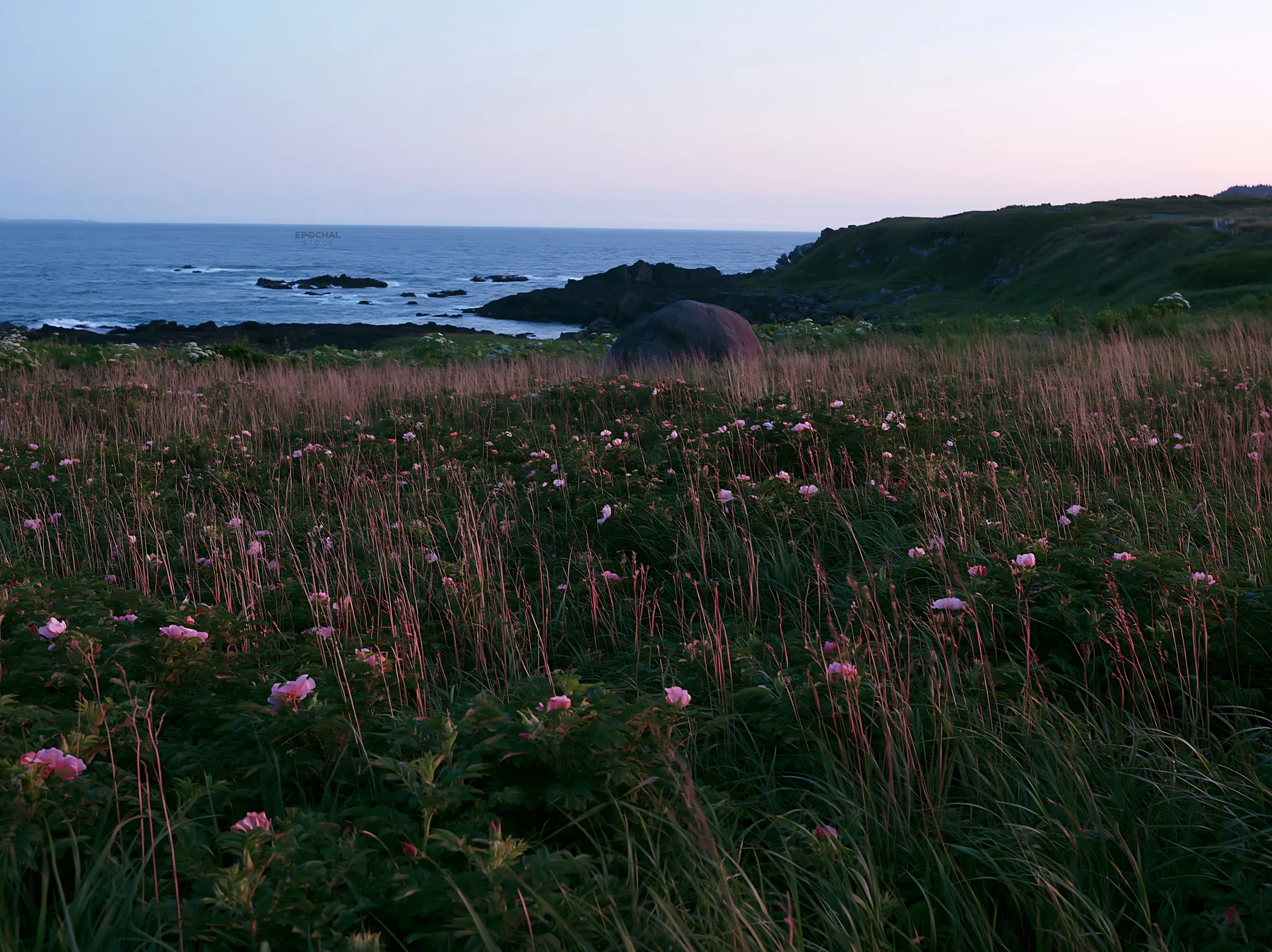Aomori climate resilient meadow with boulder - AI-generated stock image
