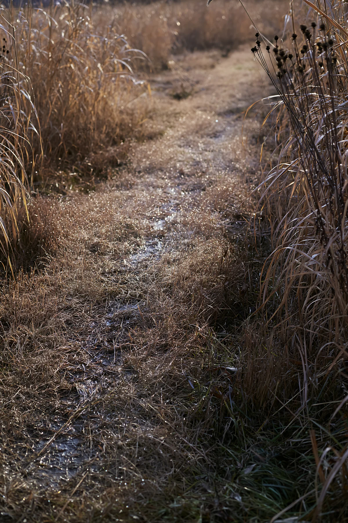 Niigata floodplain restoration meadow dew foreground - AI-generated stock image