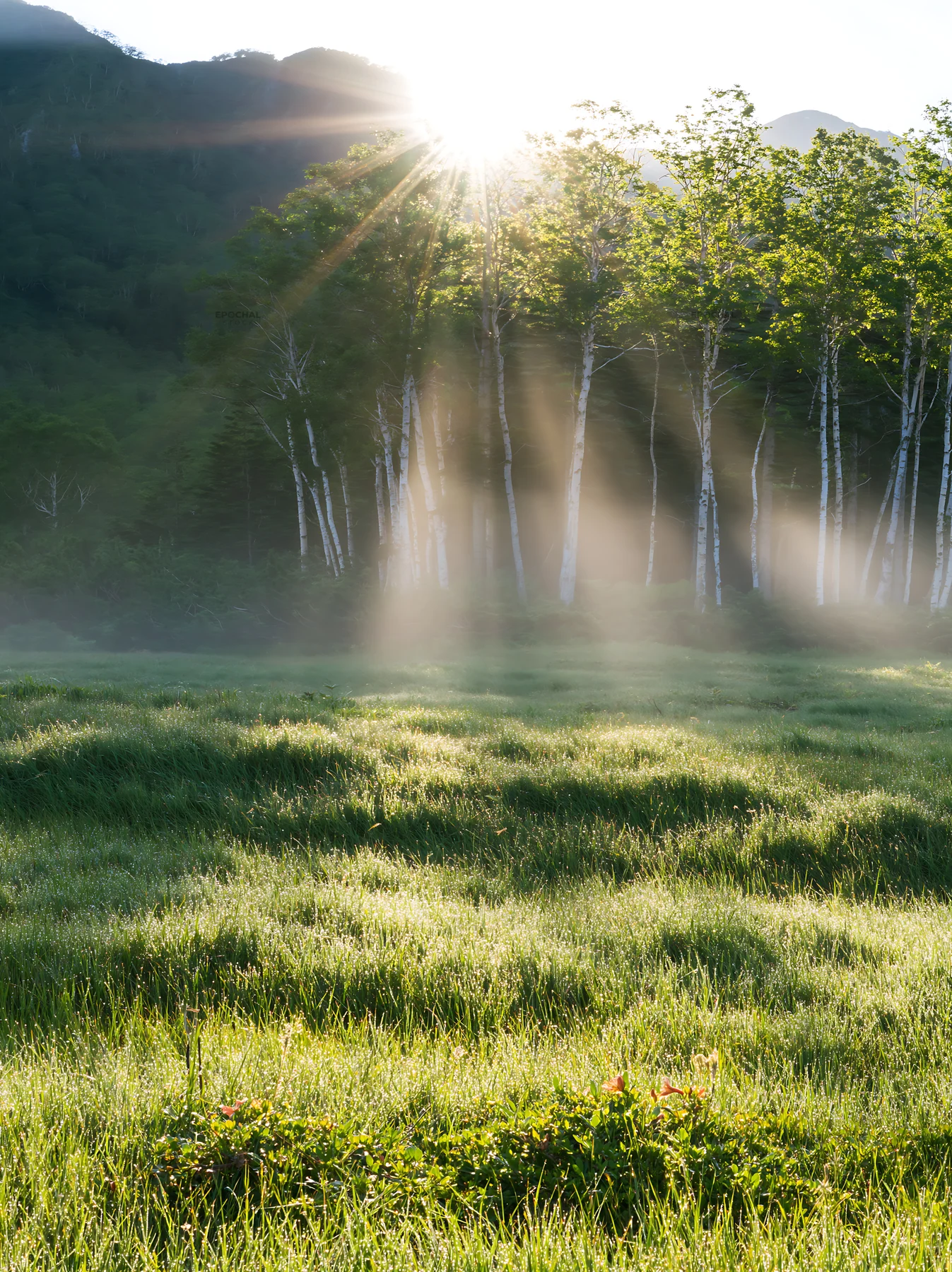 Daisetsuzan alpine meadow light rays create a natural scene - AI-generated stock image