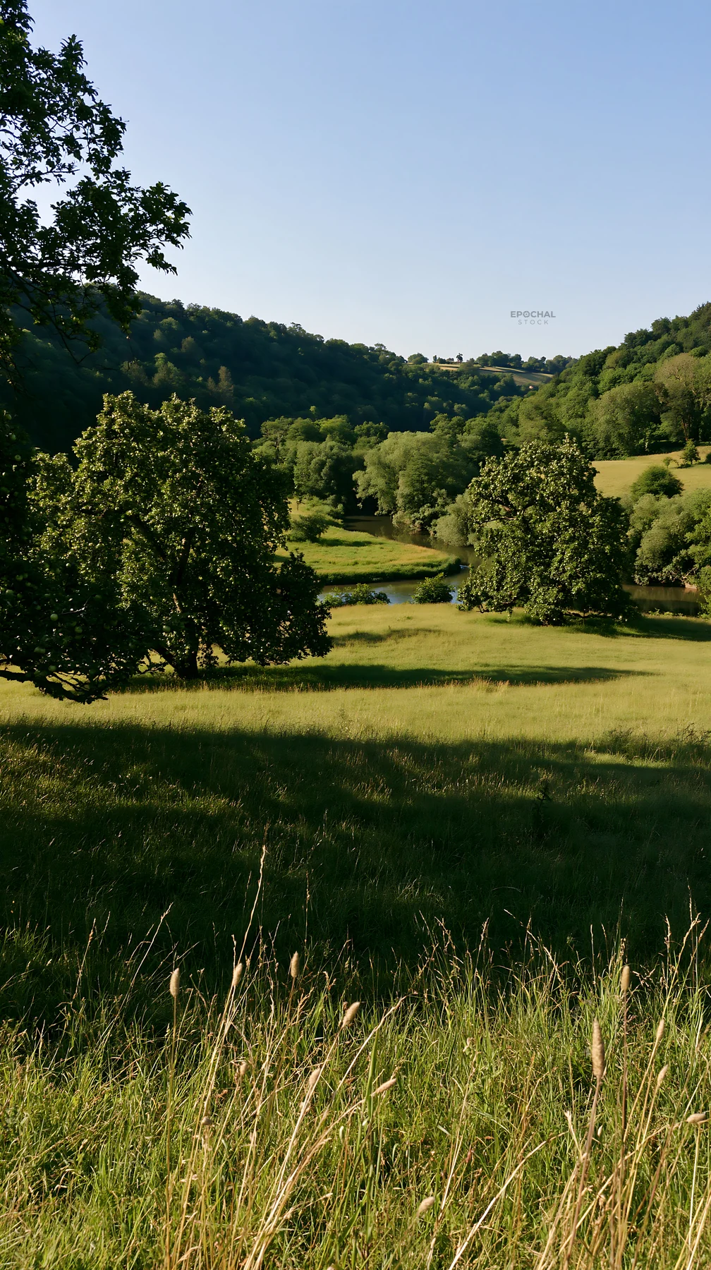 Valley apple meadow with trees and green grass in daylight - AI-generated stock image