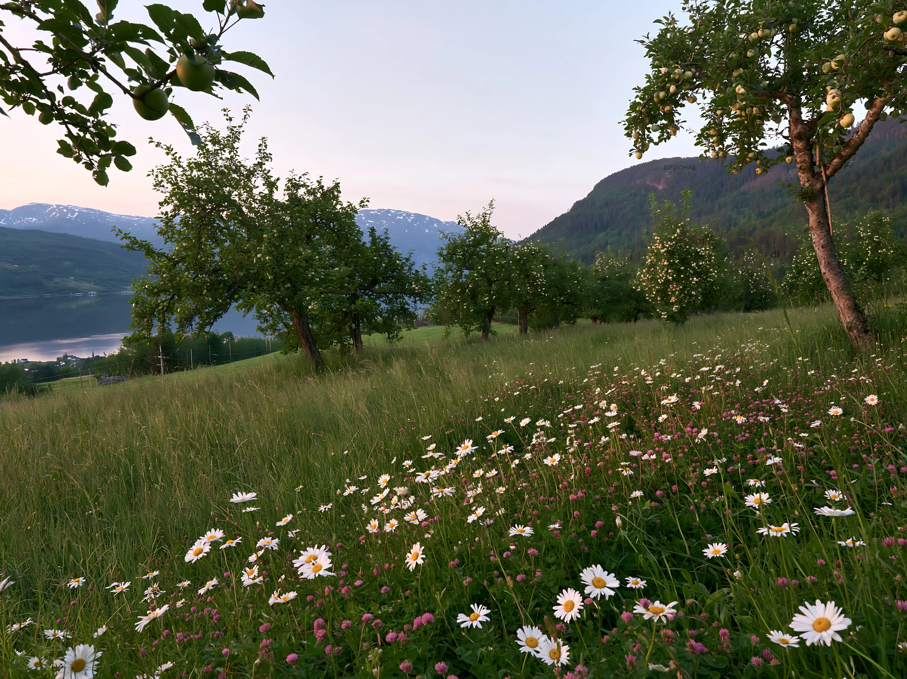 Lakeside orchard meadow with flowers in the evening light - AI-generated stock image