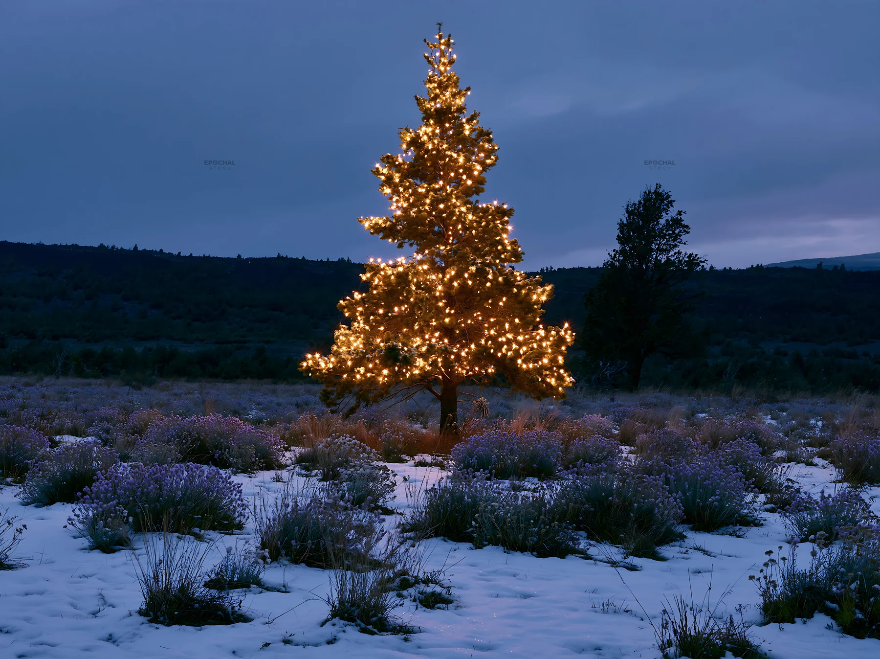 Christmas tree with lights in snowy meadow at dusk - AI-generated stock image