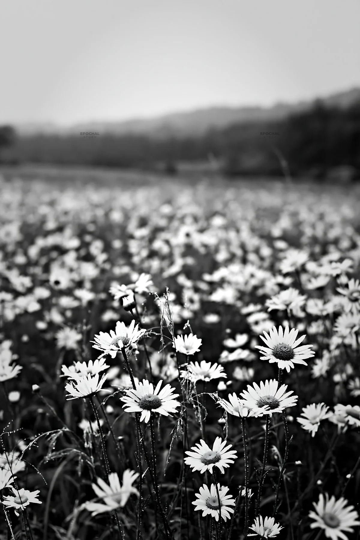 Black and white iwate rain refreshed meadow seedhead foreground - AI-generated stock image