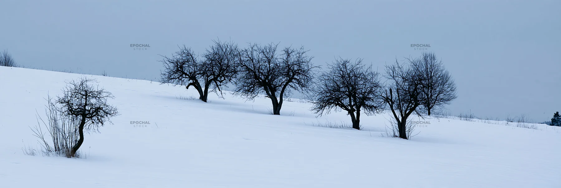 Hillside apple meadow covered in snow during winter - AI-generated stock image