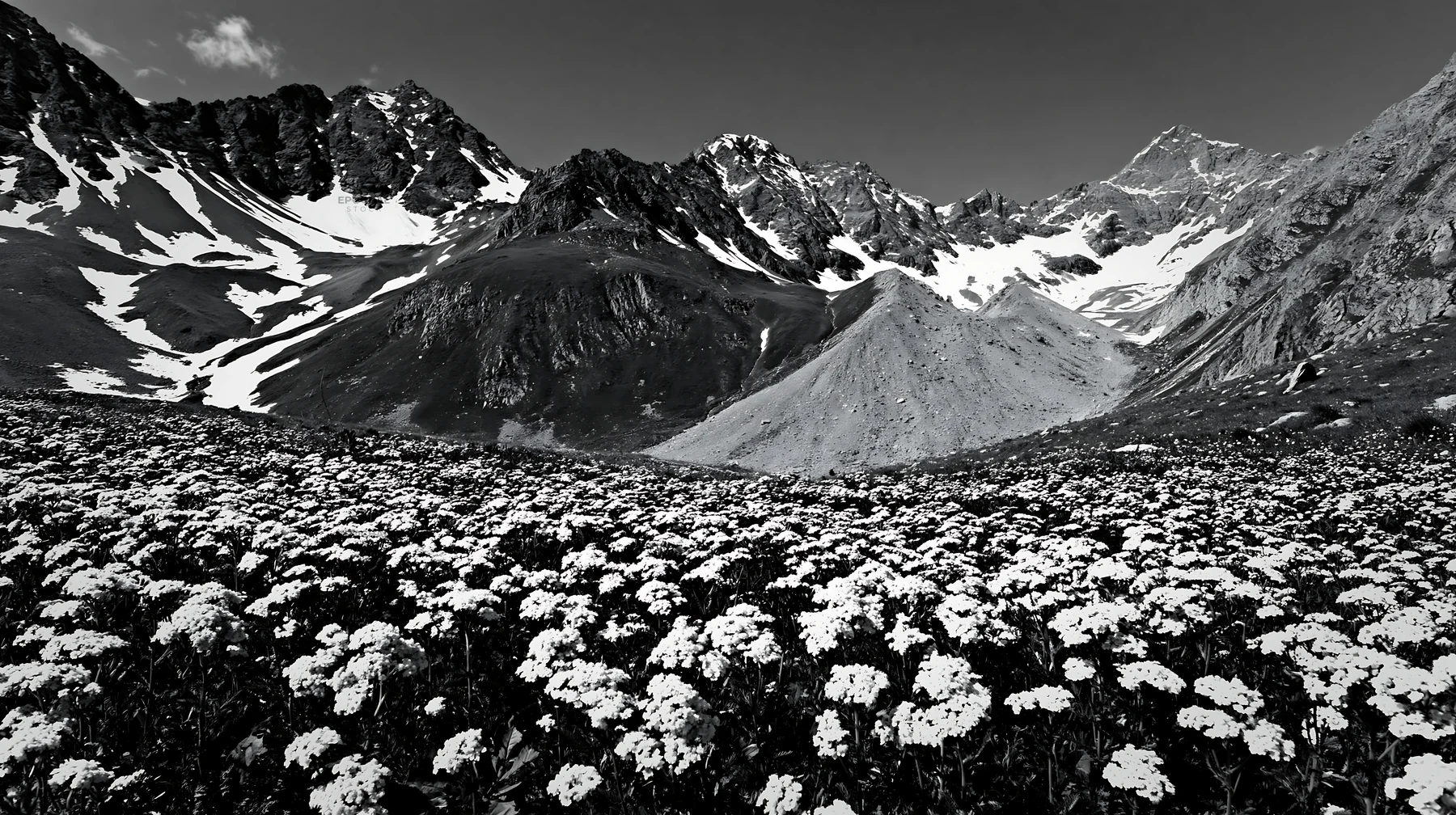 Black and white yarrow meadow bloom in a mountain landscape with snow-capped peaks - AI-generated stock image