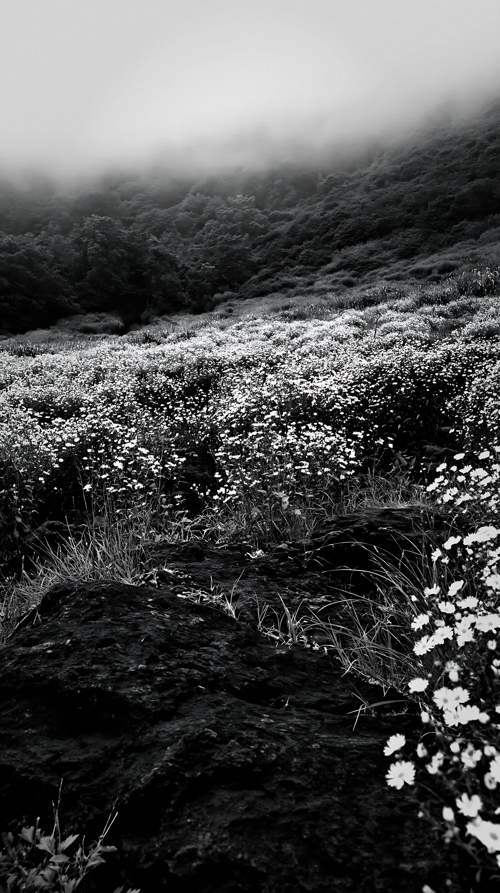 Black and white kumamoto volcanic meadow dark rock foreground with flowers - AI-generated stock image