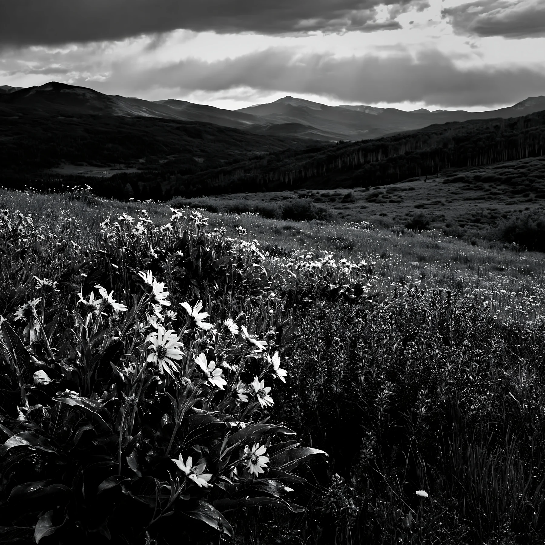 Black and white rainwashed meadow with wildflowers and mountains in the background - AI-generated stock image