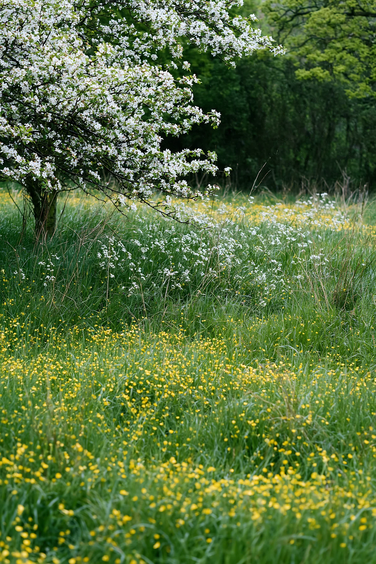 Spring orchard meadow with yellow flowers and white blossoms - AI-generated stock image