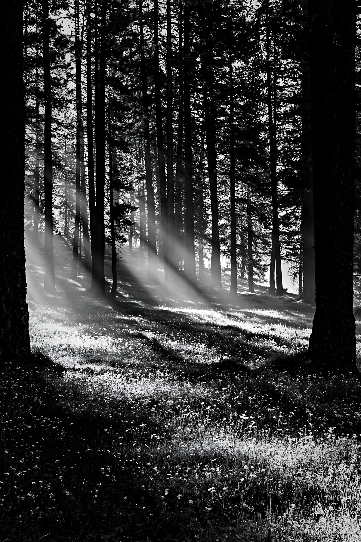Sunbeams shine through trees in Alpe di Siusi meadow - AI-generated stock image