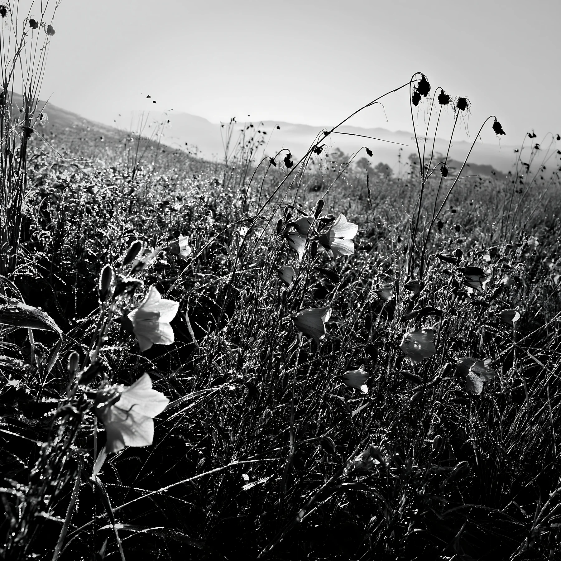 Black and white expansive Hokkaido restoration meadow with dewdrops - AI-generated stock image