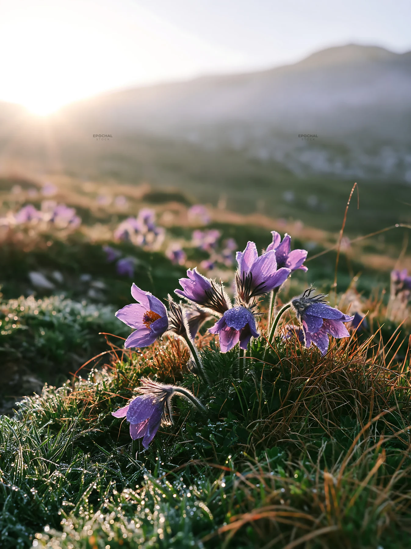 Sunny meadow with purple flowers and warm grasses - AI-generated stock image