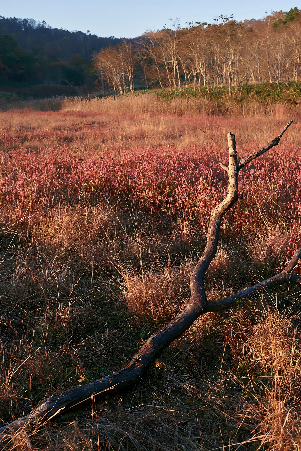 Yamagata rewilded meadow with fallen branch in the foreground - AI-generated stock image