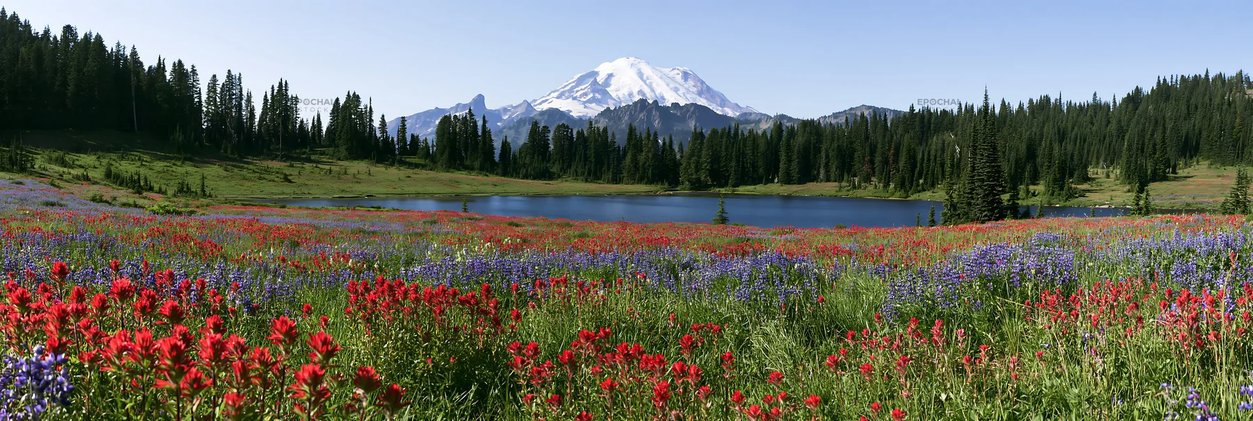 Mount Rainier paintbrush and lupine meadow landscape view - AI-generated stock image