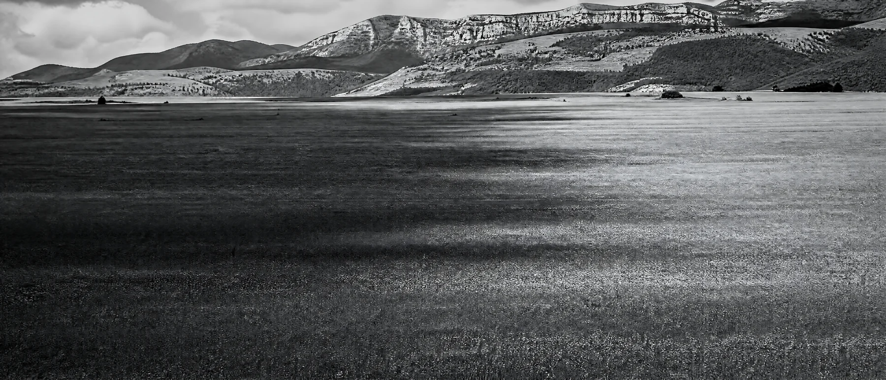 Black and white sainfoin chicory meadow with mountains in the background - AI-generated stock image