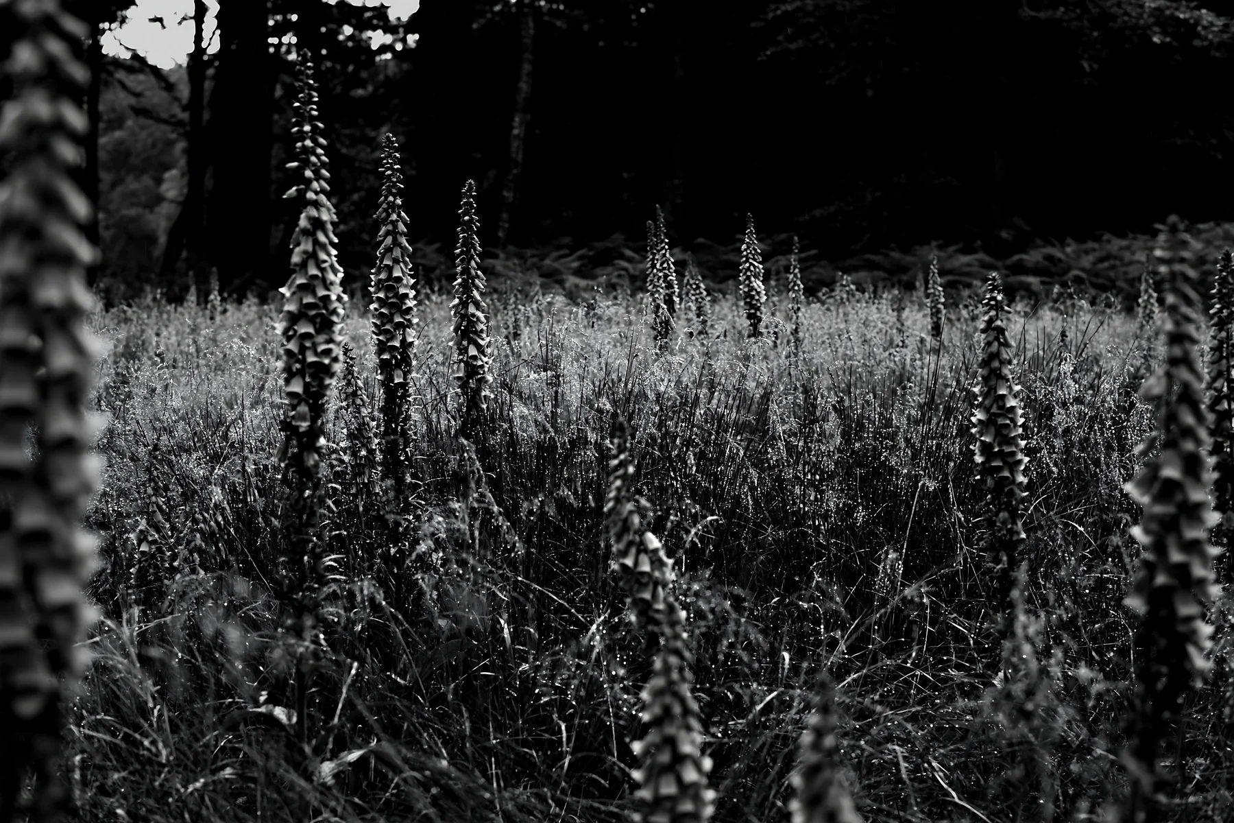 Meadow flower border with woodland and empty space - AI-generated stock image