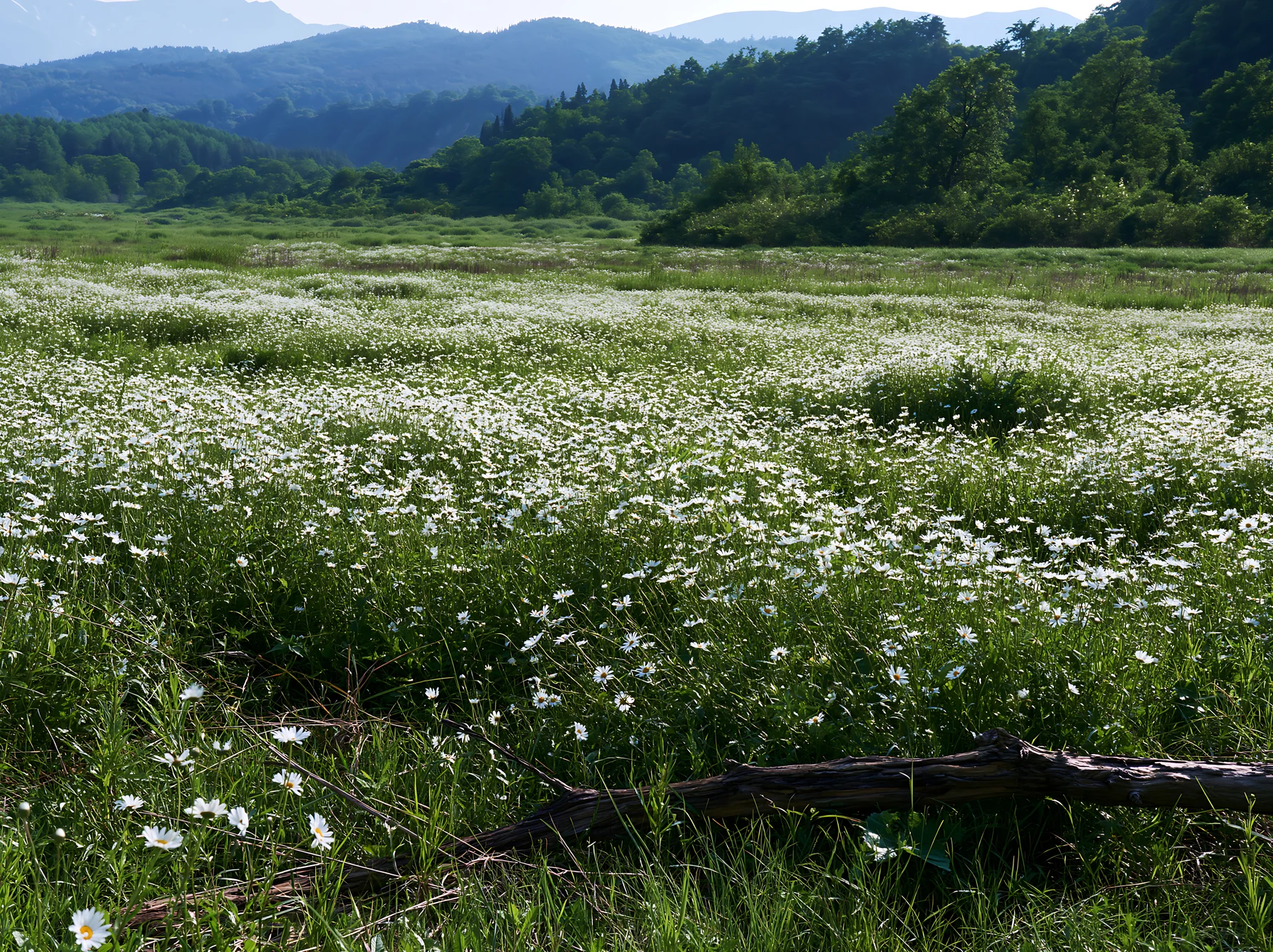 Yamagata rewilded meadow fallen branch foreground with flowers - AI-generated stock image