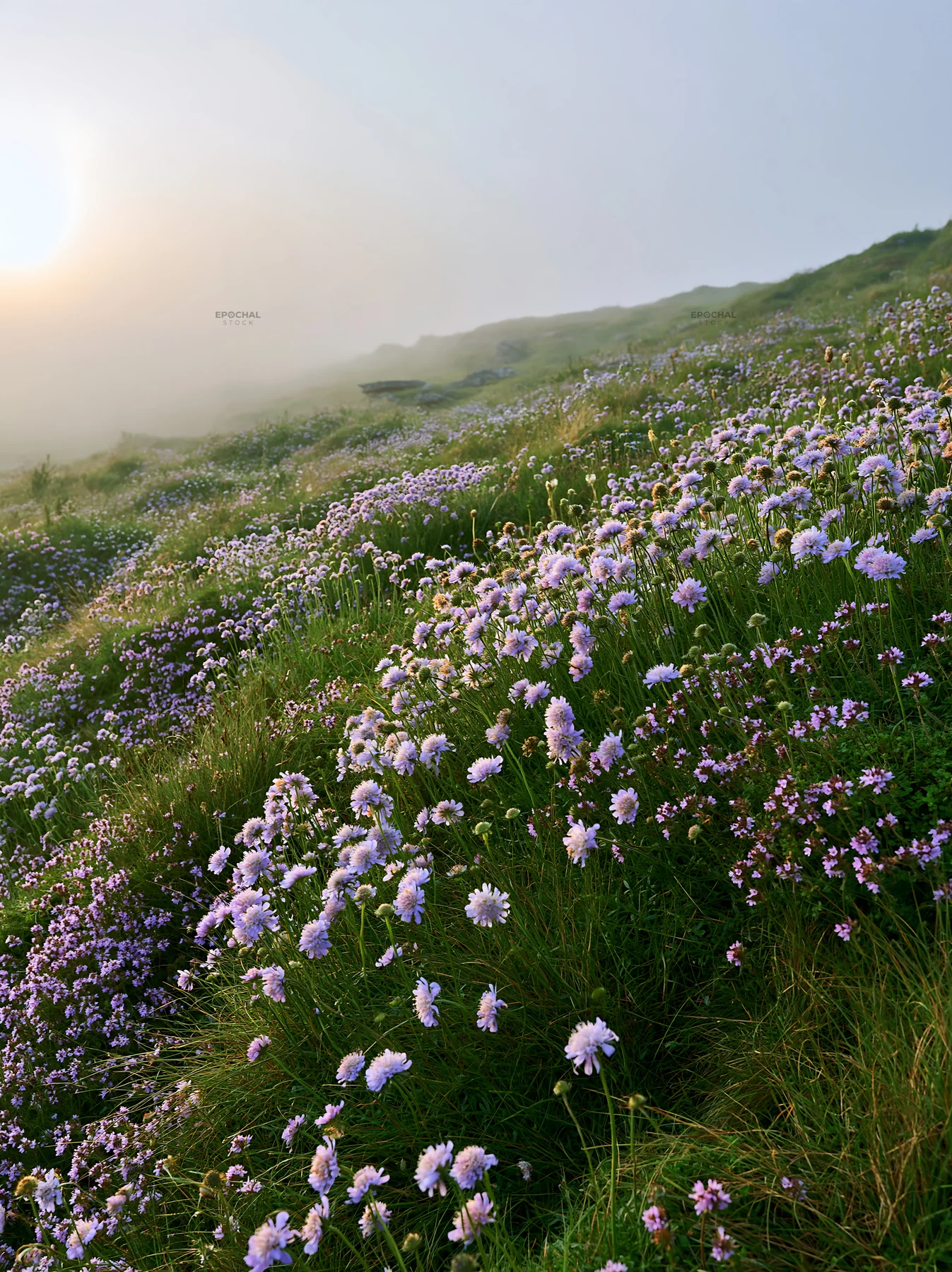 Cloudy grassland meadow with flowers and natural copy space - AI-generated stock image