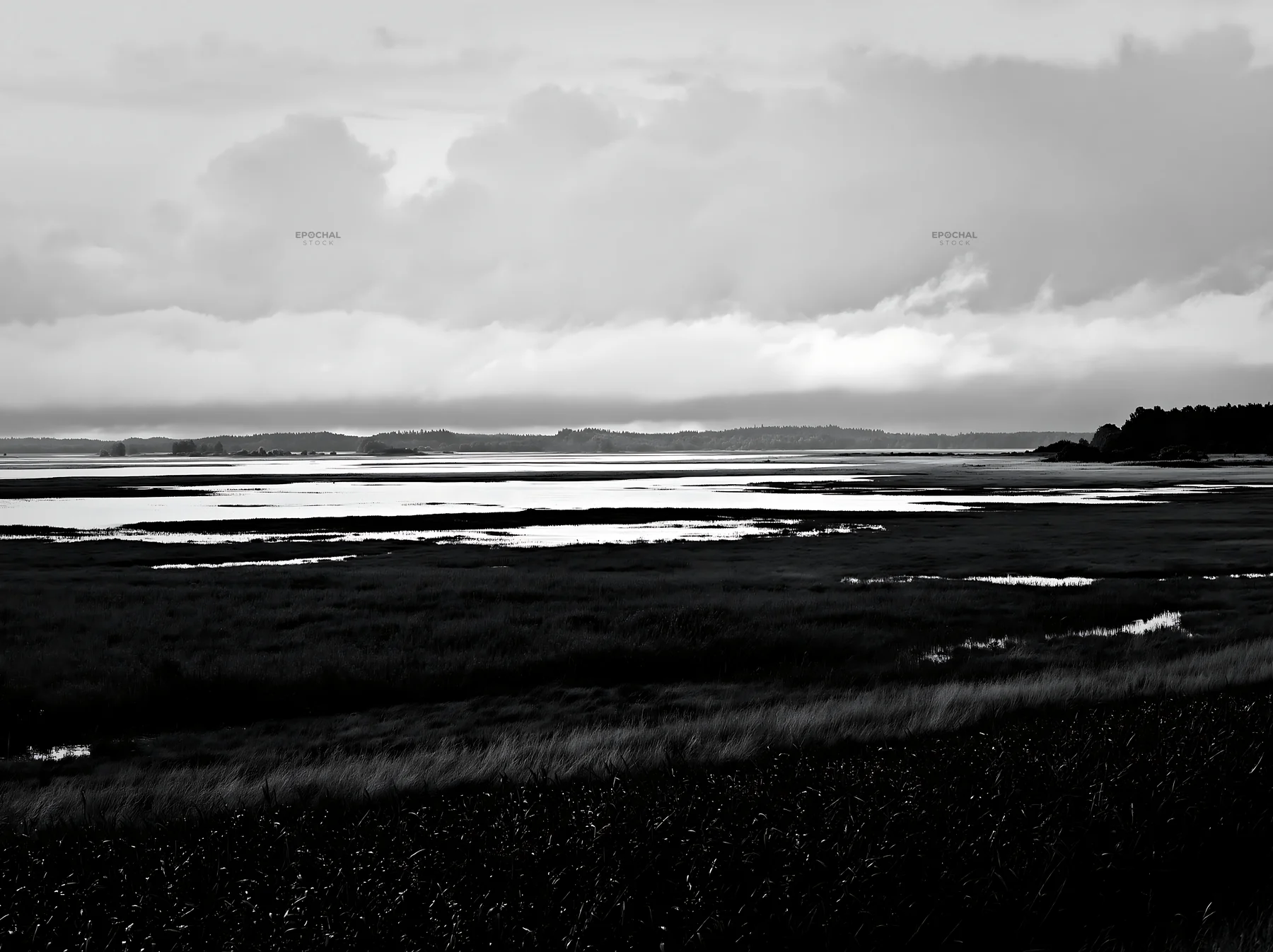 Black and white saga floodplain meadow with reed foreground and cloudy sky - AI-generated stock image