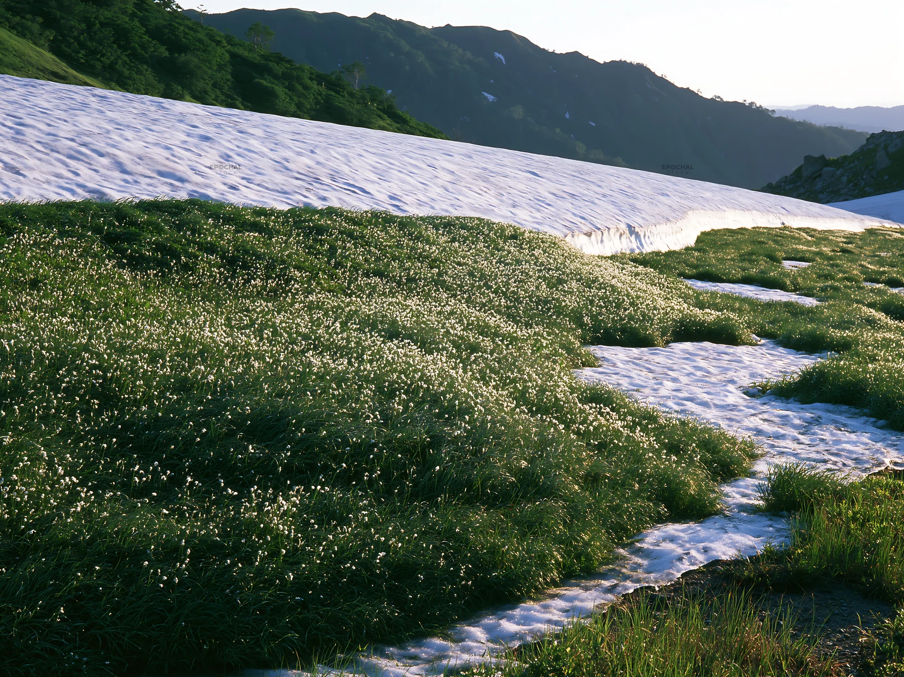 Akita snowmelt meadow with silver grasses - AI-generated stock image