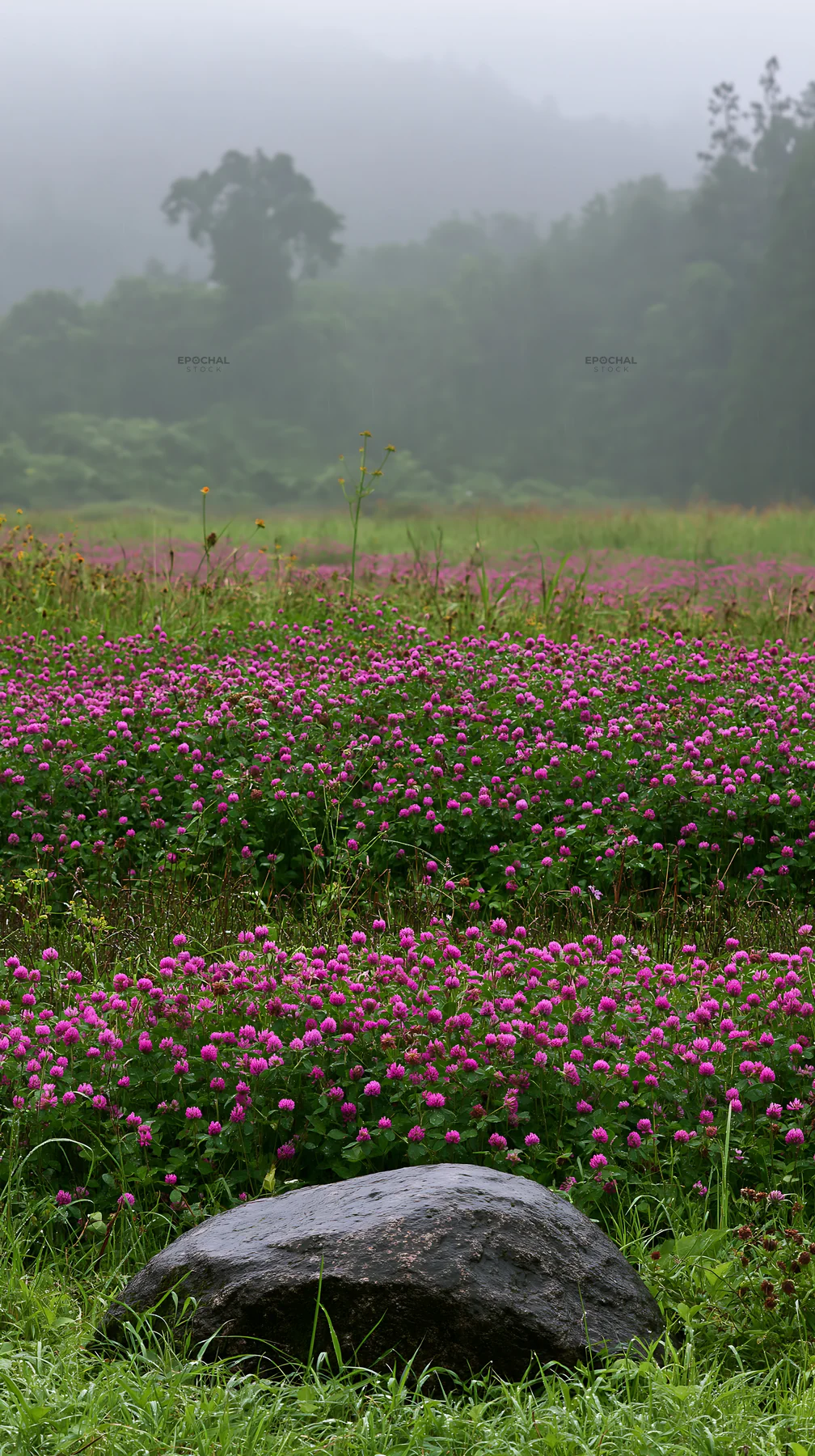 Hiroshima rainy meadow smooth rock foreground - AI-generated stock image