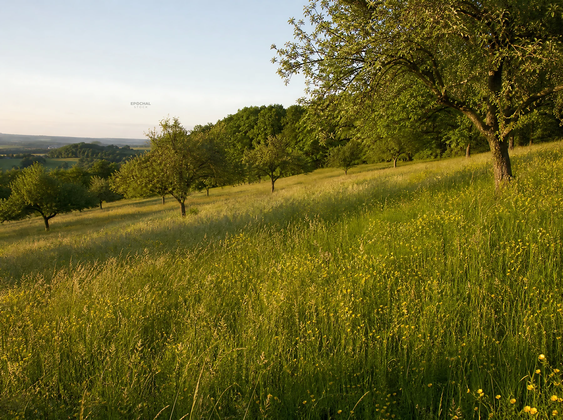 Hillside apple meadow with grassy field and trees - AI-generated stock image