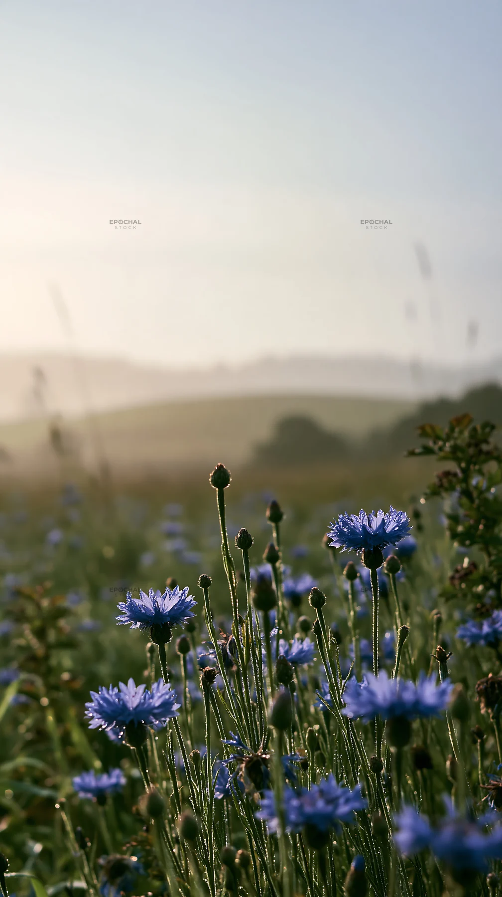 Cornflower meadow at dawn with distant hills and soft light - AI-generated stock image