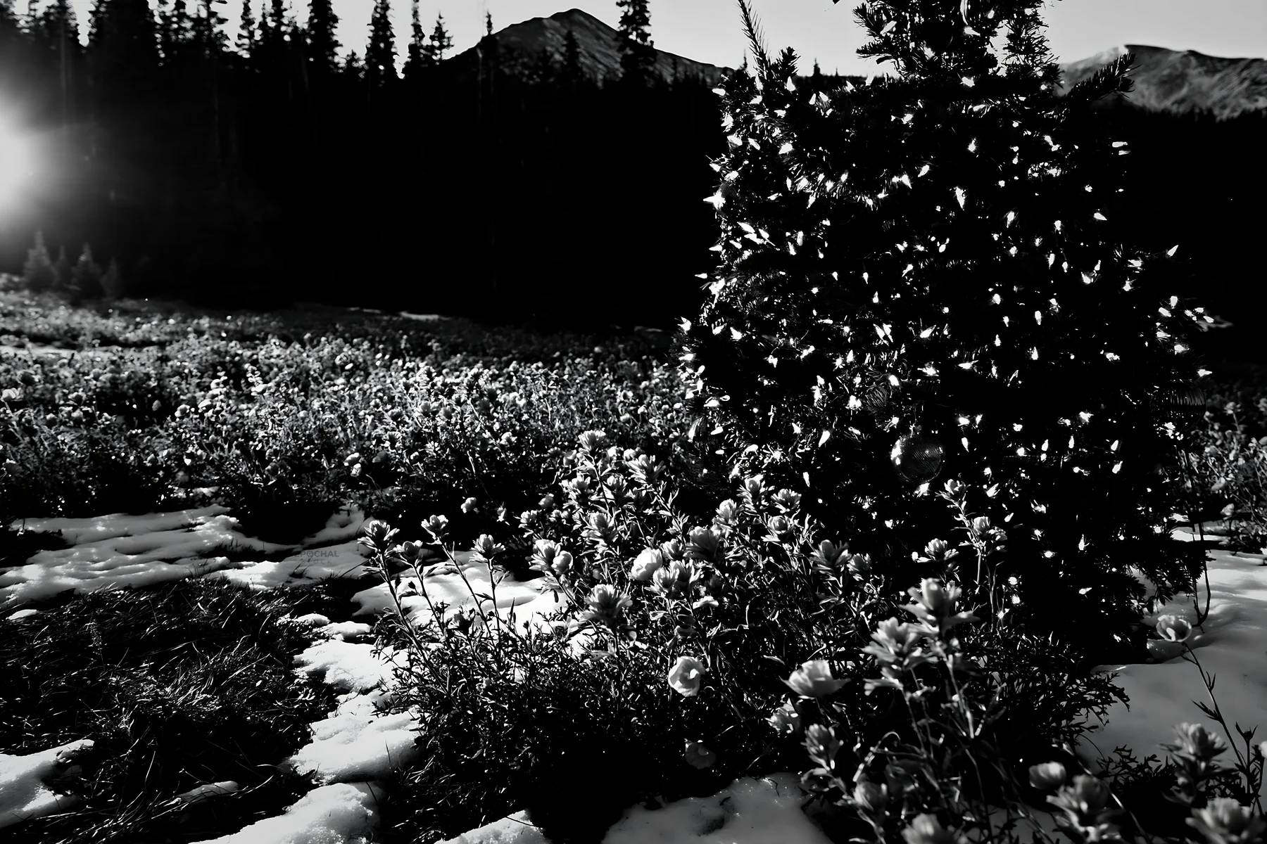 Christmas tree in mountain meadow after snowfall - AI-generated stock image