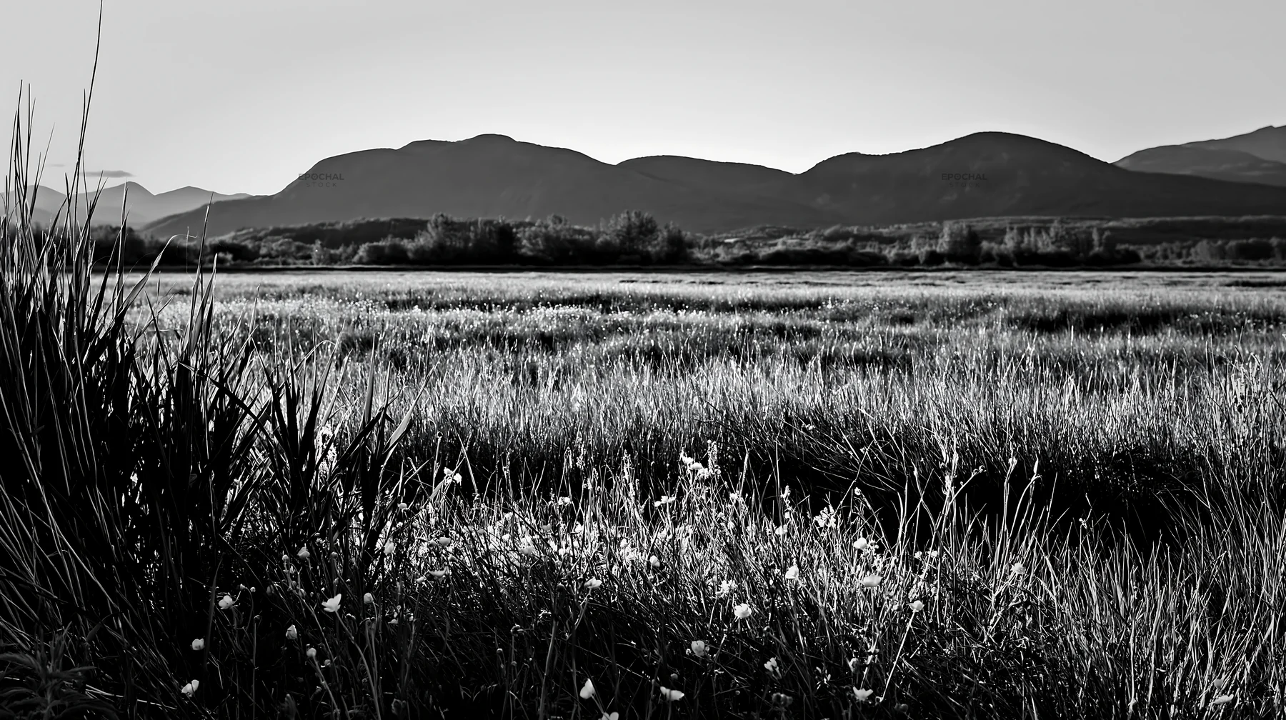 Black and white saga floodplain meadow with reed foreground on a sunny day - AI-generated stock image