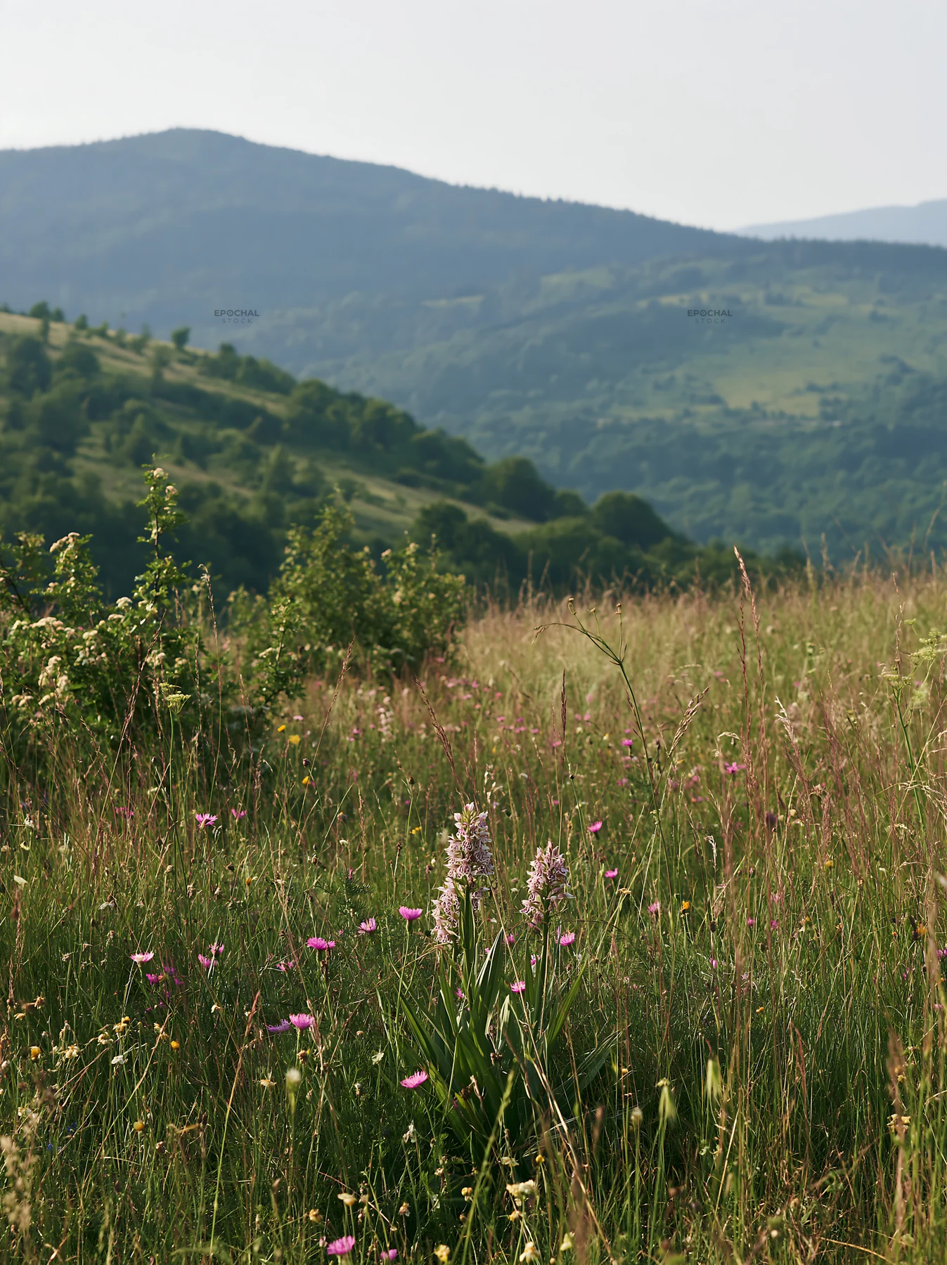 Regenerative meadow with wildflowers in the mountains - AI-generated stock image