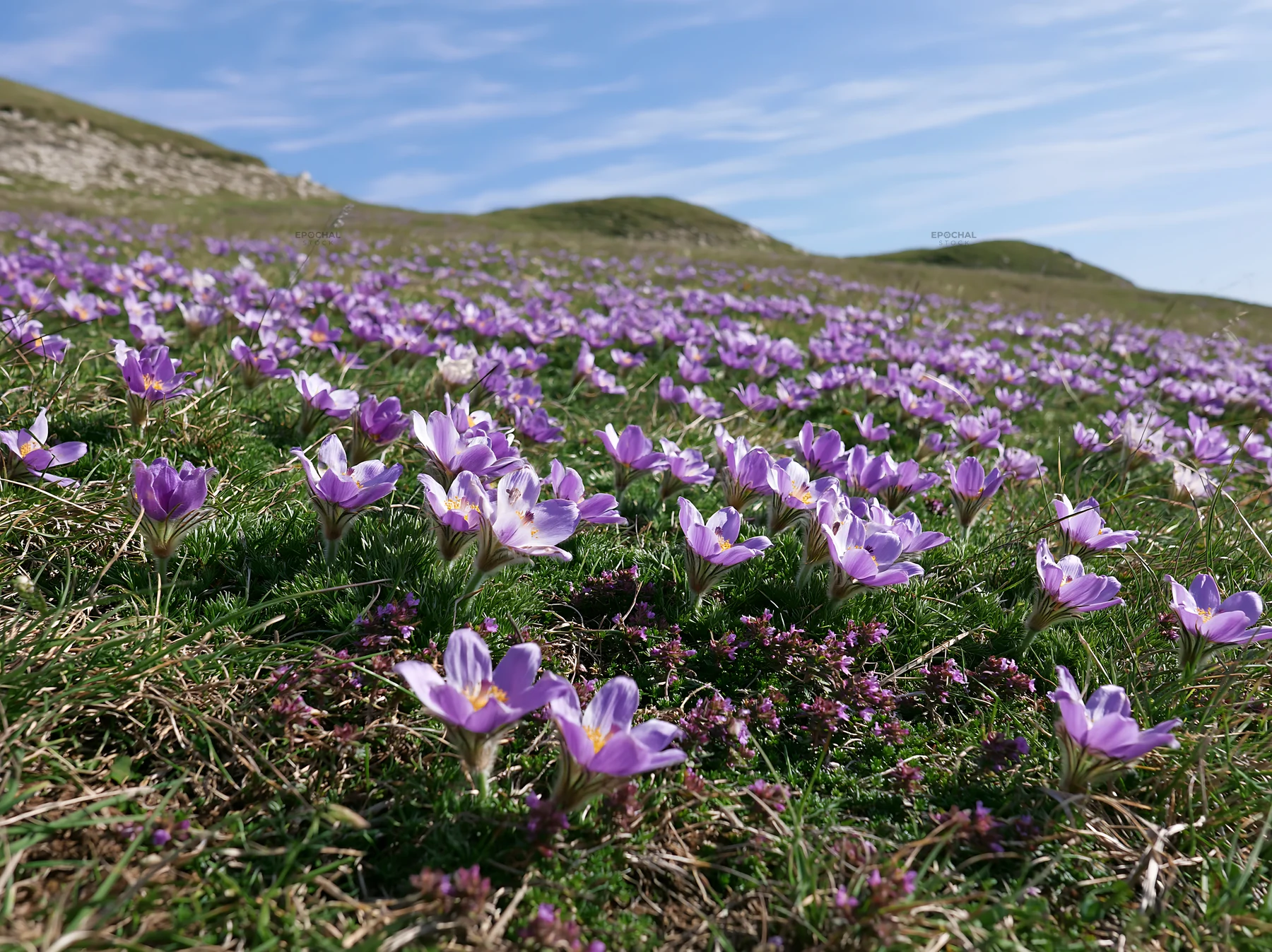 Sunny meadow with purple flowers on chalk slope - AI-generated stock image