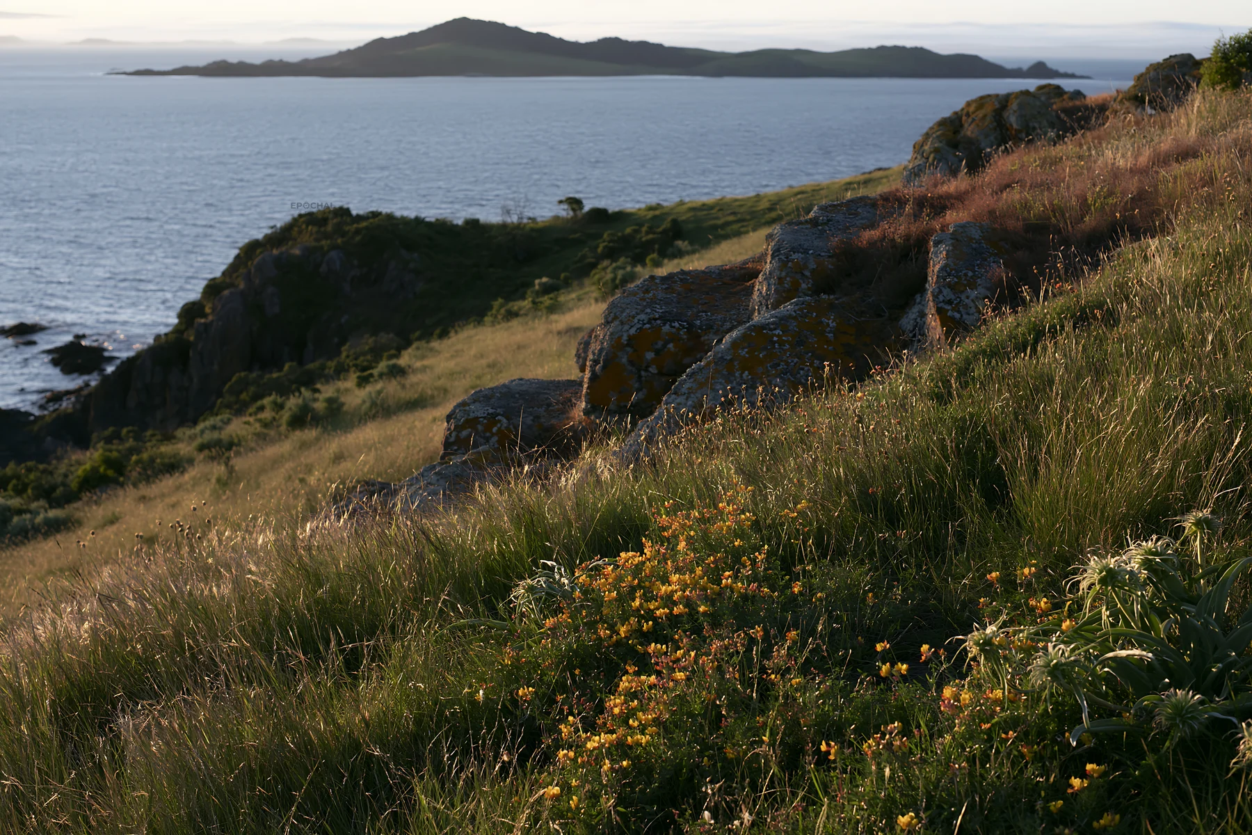 Coastal meadow with flowers and rocky terrain near the sea - AI-generated stock image