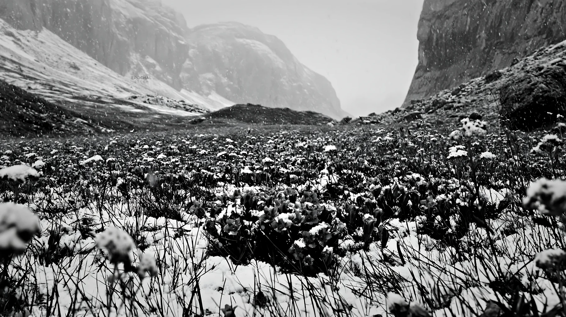 Black and white snowbound meadow with flowers under snow in a valley - AI-generated stock image