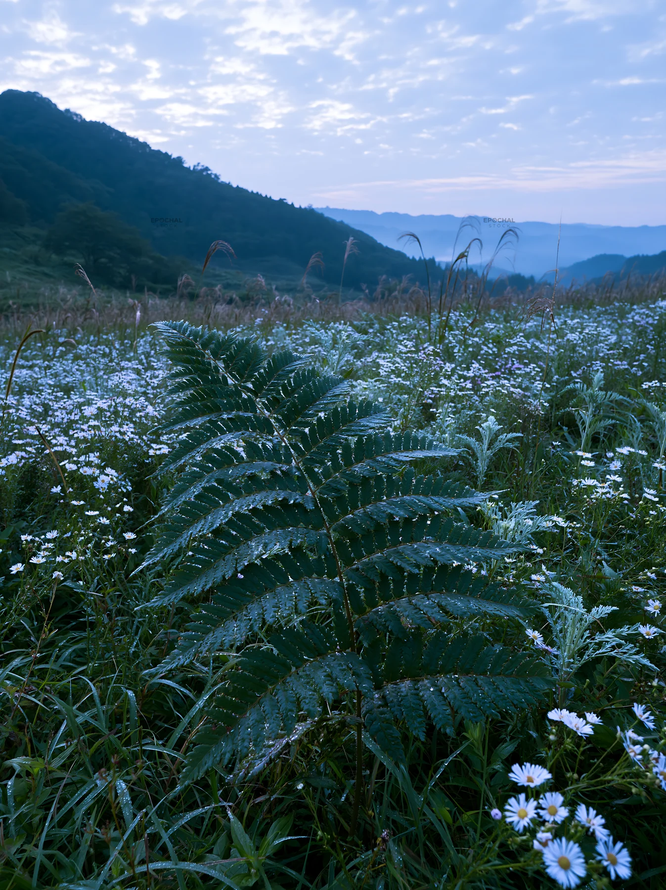 Tokushima mountain meadow fern frond in lush green field - AI-generated stock image