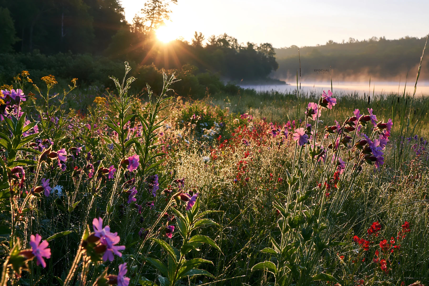 Sunlit lakeside meadow with flowers and morning light - AI-generated stock image