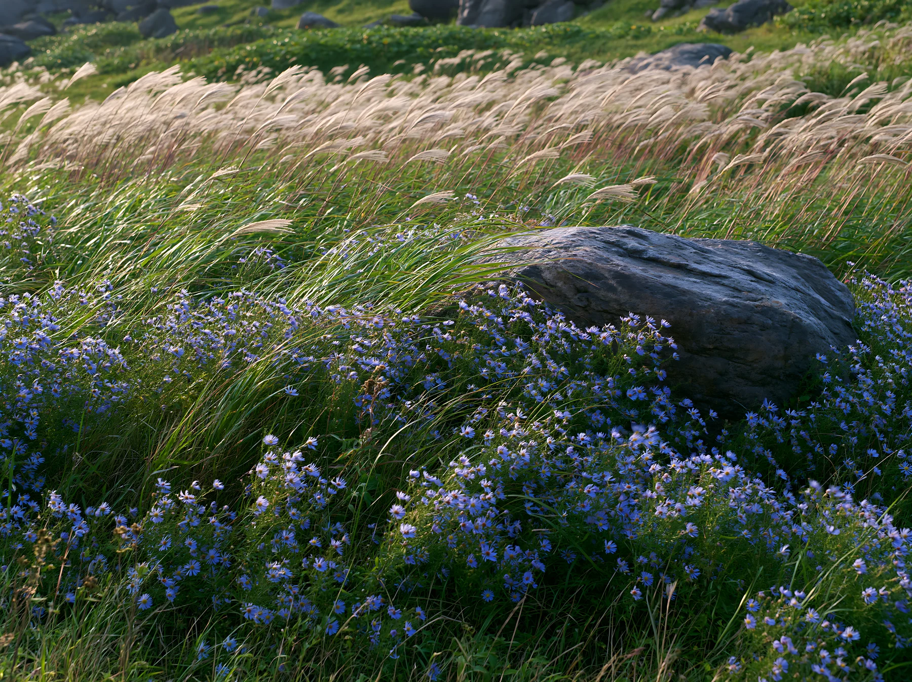 Aomori climate resilient meadow with boulder - AI-generated stock image
