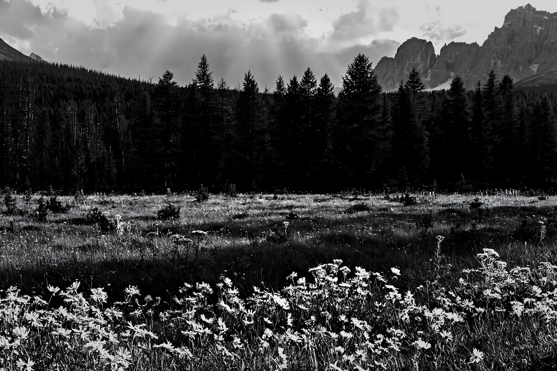 Black and white crepuscular rays shine over a meadow with wildflowers - AI-generated stock image
