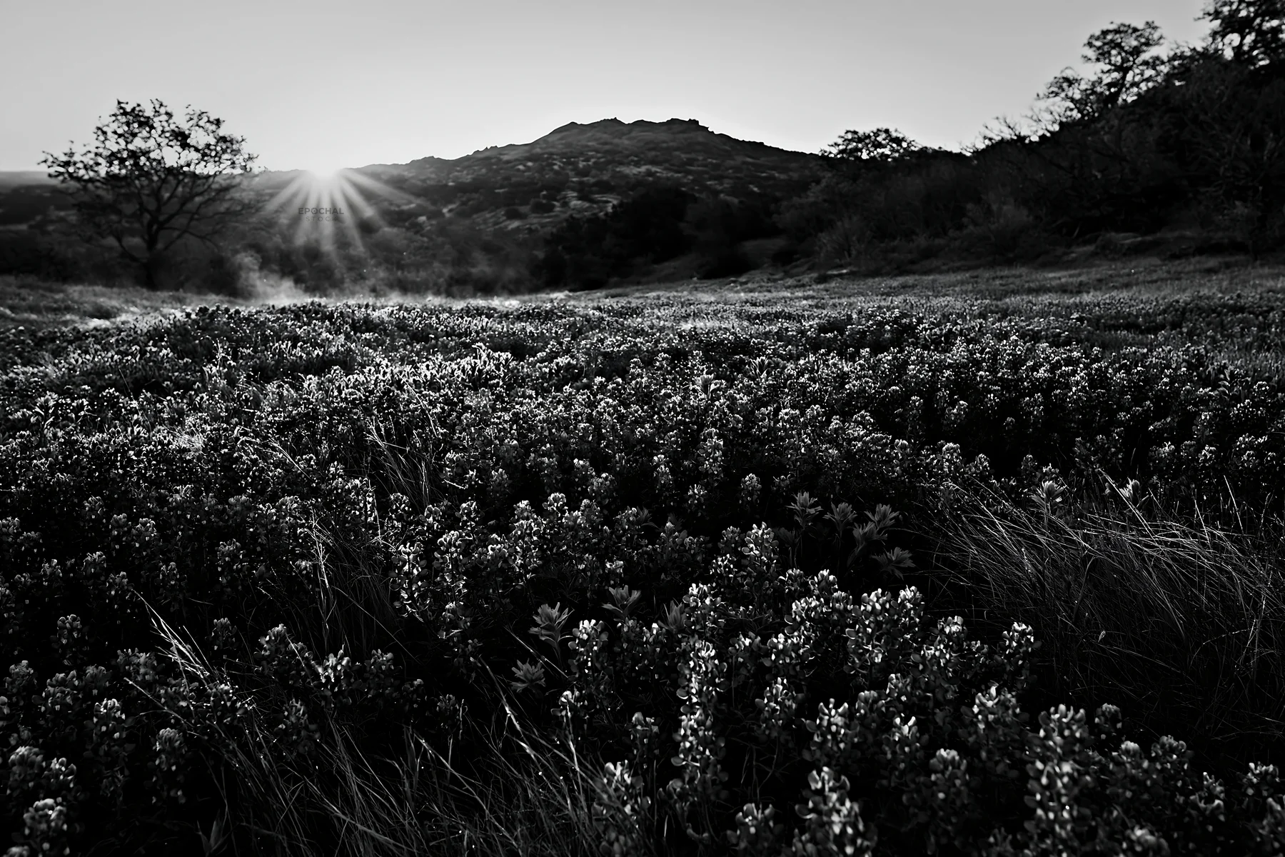 Bluebonnet meadow at sunrise with mountains in background - AI-generated stock image