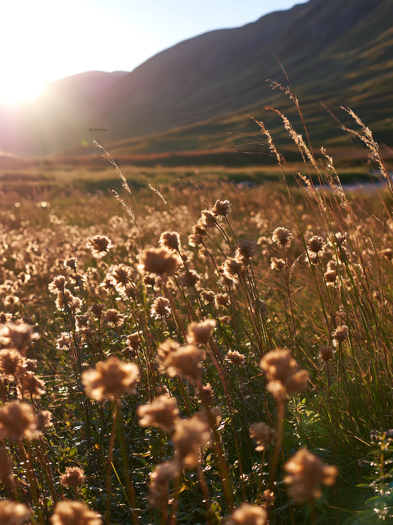 Meadow seedheads backlit at dusk in a natural setting - AI-generated stock image