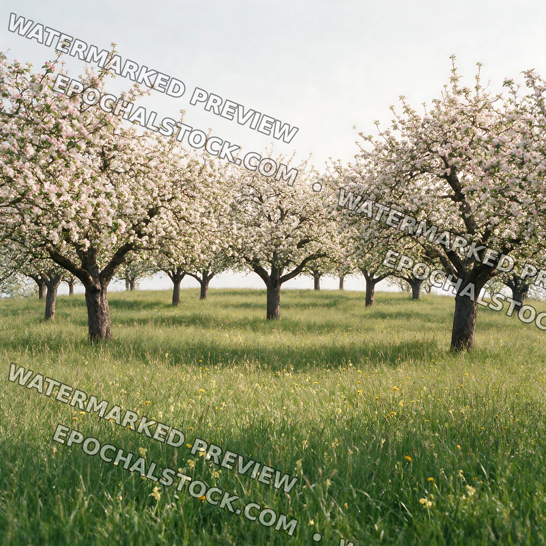 Apple blossom meadow in full bloom with lush green grass - AI-generated stock image