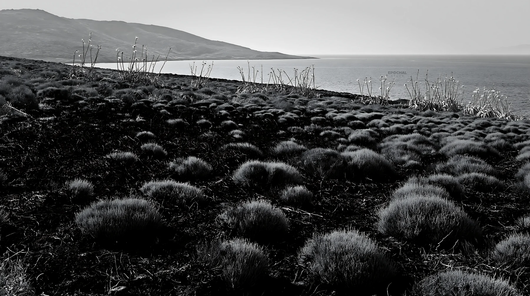 Drought-tolerant meadow meets the coastline - AI-generated stock image