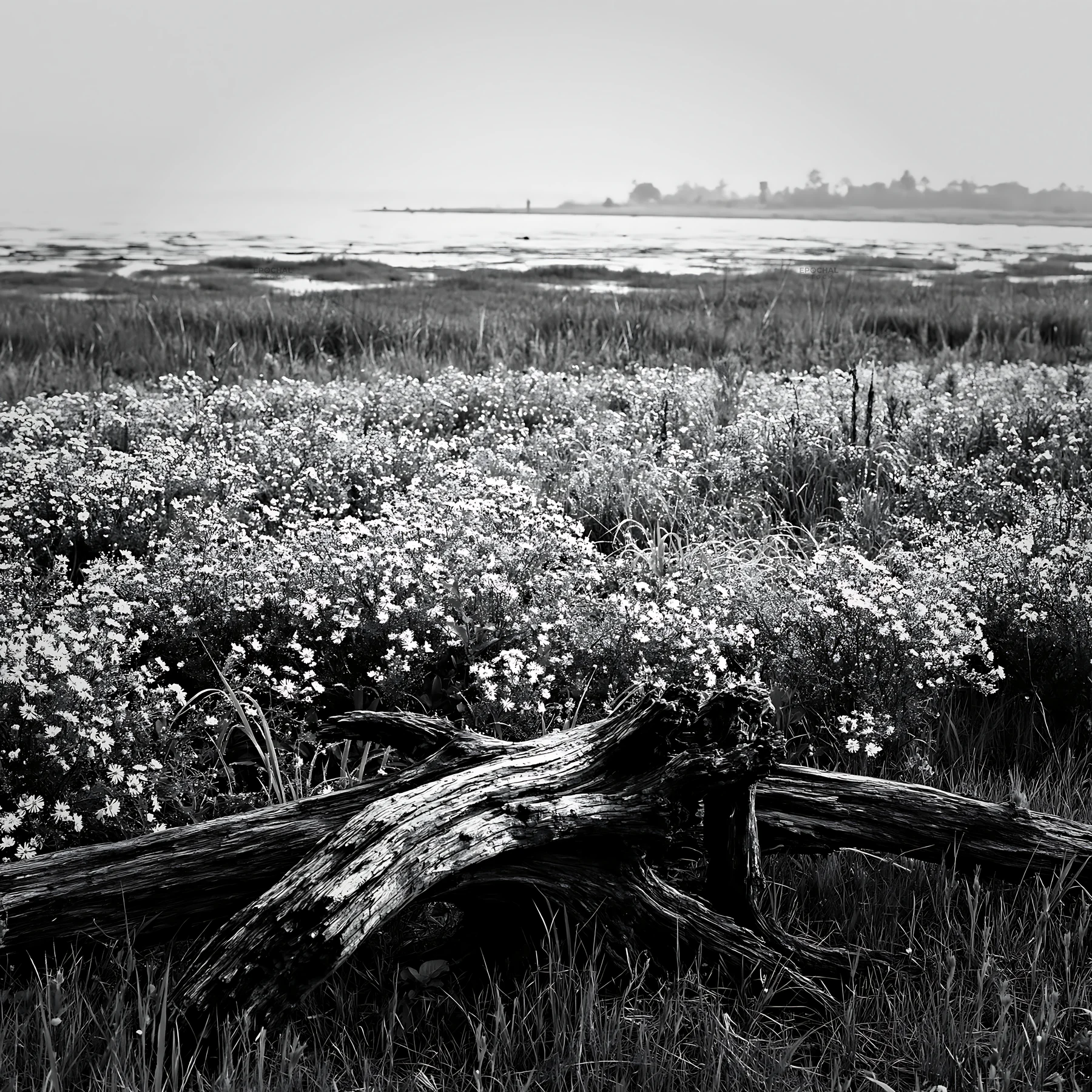 Black and white chiba coastal climate meadow driftwood foreground with flowers - AI-generated stock image